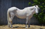Ocracoke pony - Baronessa