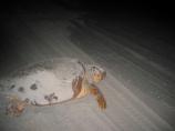 Female Loggerhead Sea Turtle