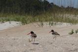 American Oystercatchers