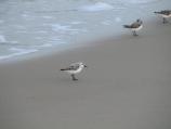 Sanderlings