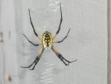 Black and Yellow Argiope