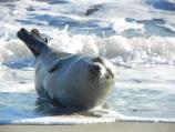 Harbor Seal resting and sun bathing