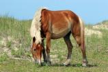 Horse Grazing