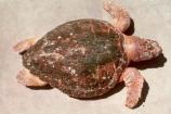 Loggerhead Sea Turtle
