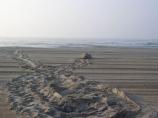 Loggerhead Nesting