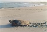 Female Loggerhead