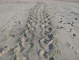 Loggerhead Crawl