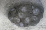 Loggerhead Nest