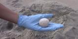 Loggerhead Egg