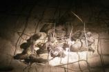 Loggerhead Nest Hatching Out