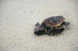 Loggerhead Hatchling