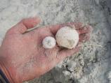 Leatherback Eggs