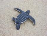 Leatherback Hatchling
