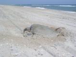 Kemps Ridley Nesting