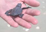Kemps Ridley Hatchling