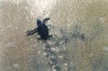 Green Sea Turtle Hatchling