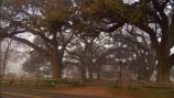 Oak trees and Oakland Plantation