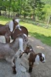Three day old Nubian triplets at the barn.