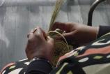 Sewing the Sweegrass