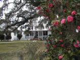 The House Seen Through Camellias