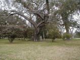 Cenotaph Under The Oak