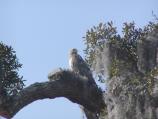 Hawk