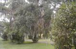 Spanish Moss in the Oaks