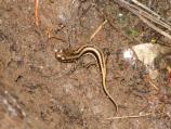 Three-lined Salamander (Eurycea longicauda guttolineata) at Congaree NP.