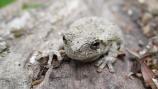 Gray Treefrog