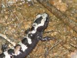 Marbled Salamander