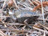 Eastern Narrowmouth Toad
