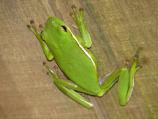 Green Treefrog