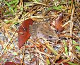 Southern Leopard Frog
