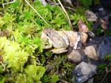 Pine Woods Treefrog