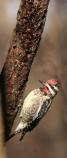 Yellow-bellied Sapsucker