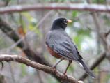 American Robin