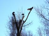 Turkey Vulture