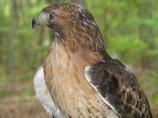 Red-tailed Hawk
