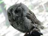 Eastern Screech Owl