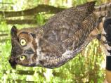 Great Horned Owl