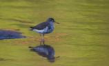 Spotted Sandpiper
