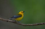 Prothonotary Warbler (male)