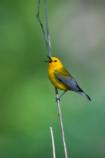 Prothonotary Warbler (male)