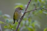 White-eyed Vireo