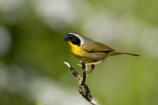 Common Yellowthroat