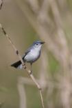 Blue-gray Gnatcatcher