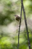 Swainson's Warbler