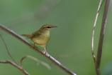 Swainson's Warbler
