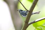 Black-and-White Warbler