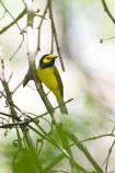 Hooded Warbler